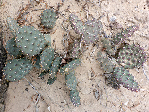 Tulip prickly pear spines