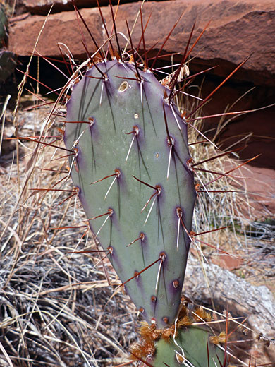 Red-brown spines