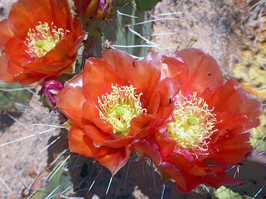 Three red flowers