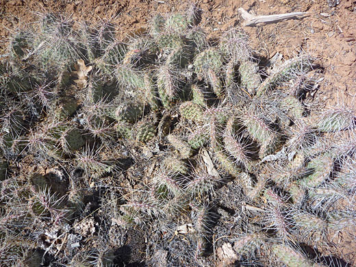 Wrinkled pads of plains prickly pear