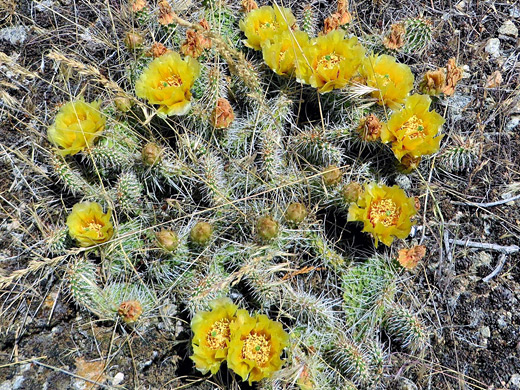 Opuntia polyacantha, plains prickly pear