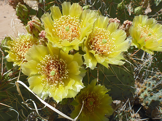 Pale yellow flowers