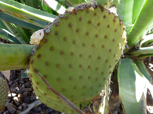 Marble fruit prickly pear pad