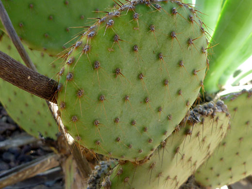 Spines