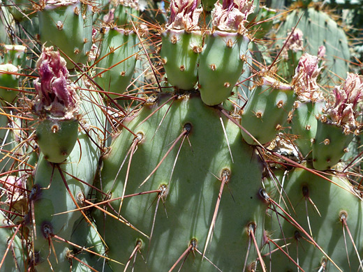 Rooney's prickly pear, opuntia x-rooneyi