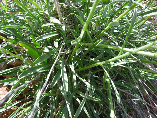 Basal leaves