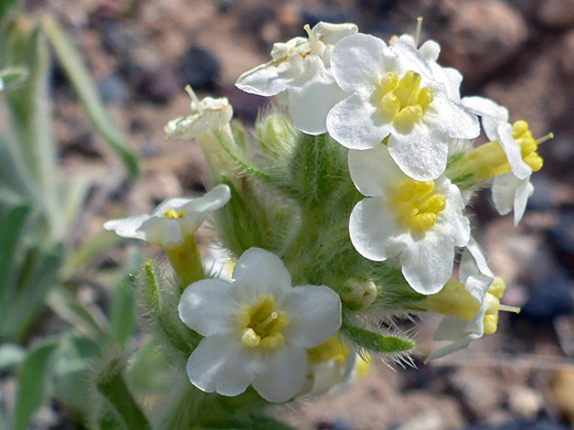 Tawny Perennial Cat's-Eye; Protruding stigmas of oreocarya fulvocanescens flowers, along UT 12 in Grand Staircase-Escalante National Monument, Utah