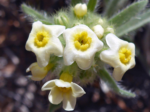 Roundspike Catseye; Spherical flower cluster of oreocarya humilis, in Red Canyon, Capitol Reef National Park, Utah