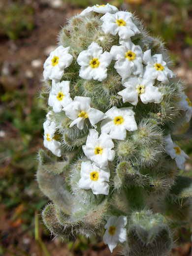 Yellow-centered flowers