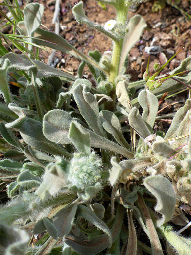 Hairy leaves