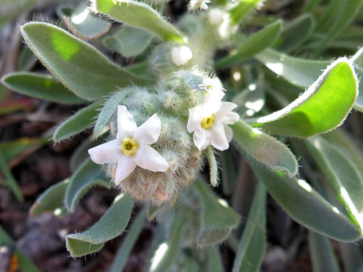 Two flowers