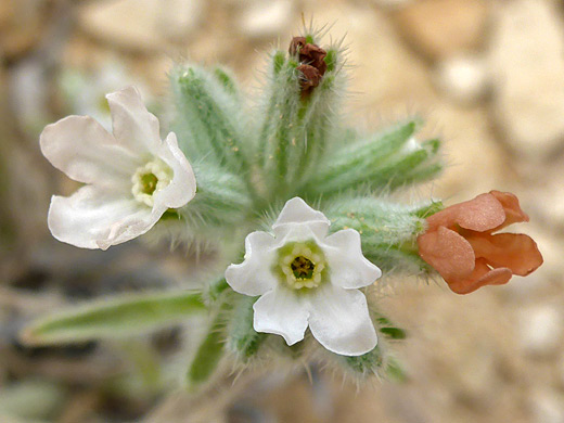 Palmer's Perennial Cat's-Eye; Small white flowers and a withering orange flower - oreocarya palmeri along the Dome Trail in Big Bend Ranch State Park, Texas