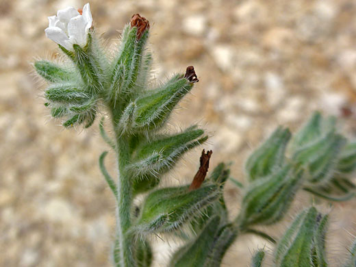 Hairy calyces