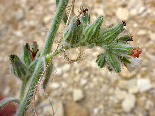 Palmer's Perennial Cat's-Eye