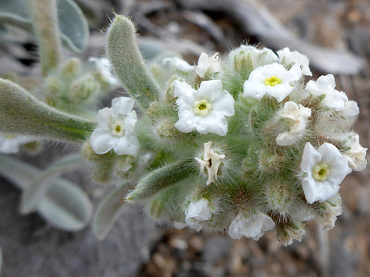 New York Mountain Cat's-Eye; White flowers of oreocarya tumulosa, at Mountain Springs Peak, Red Rock Canyon National Conservation Area, Nevada