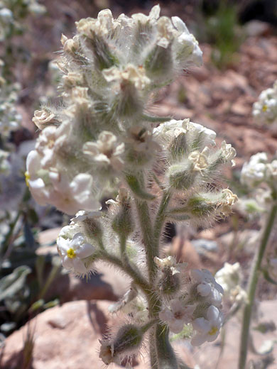 Bristly calyces