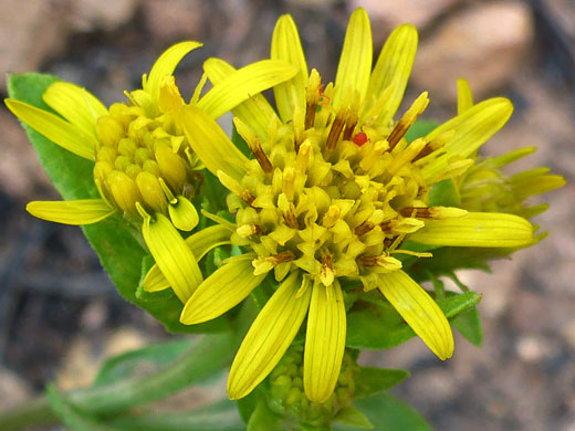 Parry's Goldenrod; Parry's goldenrod (oreochrysum parryi), Ramparts Trail, Cedar Breaks National Monument, Utah