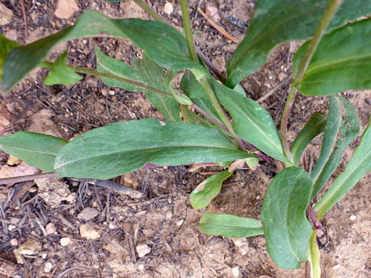 Parry's Goldenrod