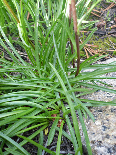 Clustered, linear leaves