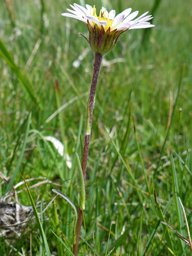 Flowering stem