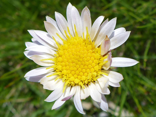 Alpine Aster; Oreostemma alpigenum, Cottonwood Lakes Trail, Sierra Nevada, California