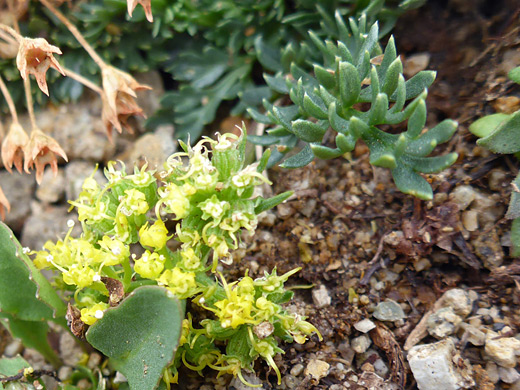 Tundra Alpine-Parsley; Tiny yellow flowers of oreoxis alpina - Manns Peak Trail, La Sal Mountains, Utah