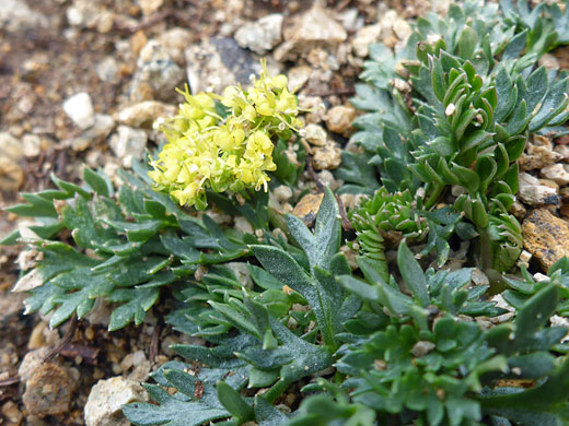 Leaves and flowers