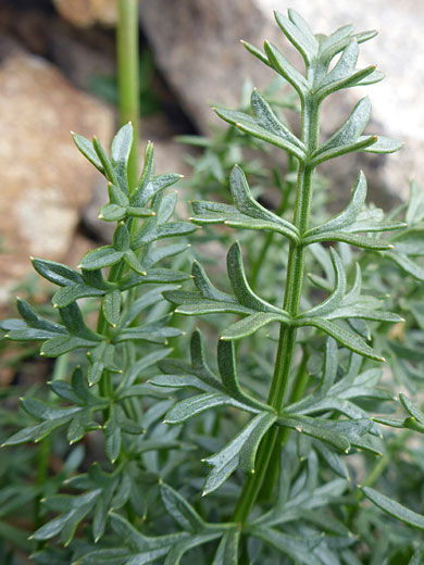 Compound leaf