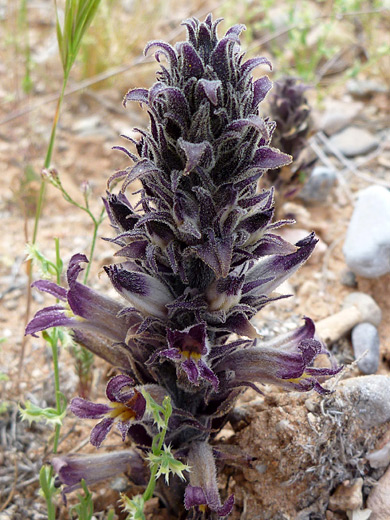 Desert Broomrape; Flower spike of orobanche cooperi (desert broomrape), near Little Finland, Lake Mead