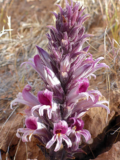 Purple inflorescence