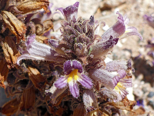 Yellow-centered flowers