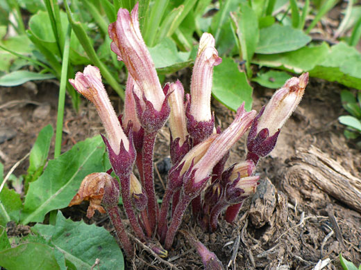 Clustered Broomrape; Orobanche fasciculata (clustered broomrape), Trail Point Trail, Boulder Mountain, Utah