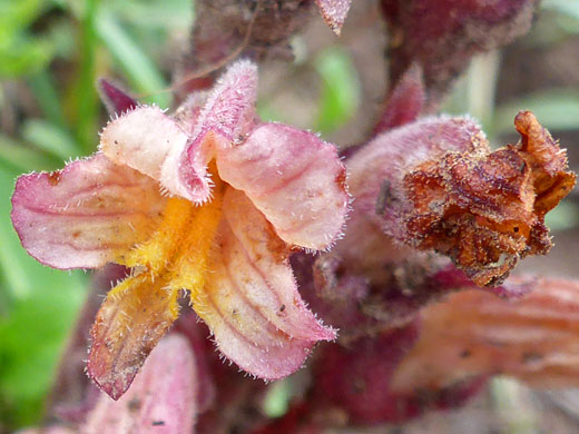 Orange-pink corolla