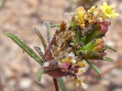 California Mountain Pincushion