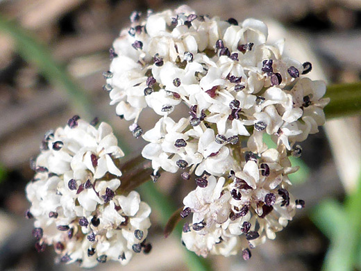 Great Basin Indian Potato; White flowers with purplish stamens; orogenia linearifolia, Northgate Peaks Trail, Zion National Park, Utah