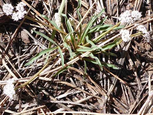 Flowering stems