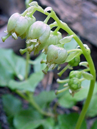 One-Sided Wintergreen; One-sided flower cluster of orthilia secunda - Titcomb Basin Trail, Wind River Range, Wyoming