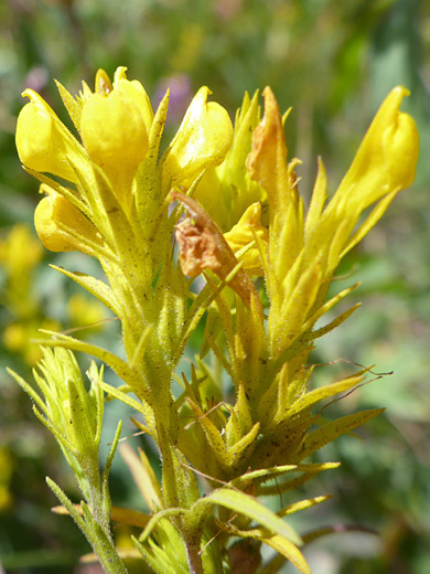 Yellow Owl Clover; Yellow flower clusters of orthocarpus luteus - Timpooneke Trail, Mt Timpanogos, Utah