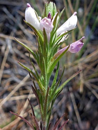 Purple Owl-Clover; Orthocarpus purpureoalbus, Overlook Trail, Sycamore Canyon, Arizona