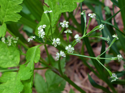 Bluntseed Sweetroot; Osmorhiza depauperata (bluntseed sweetroot), Glacier Trail, Great Basin National Park, Nevada