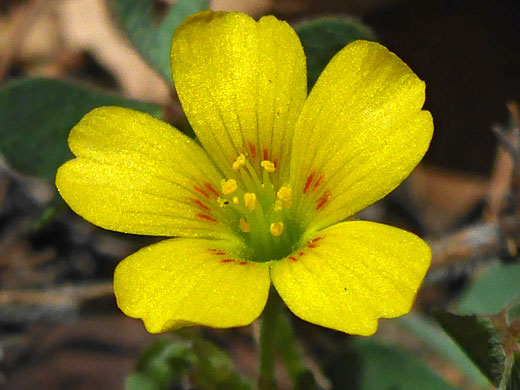 Radishroot Woodsorrel; Radishroot woodsorrel (oxalis albicans), Chisos Mountains, Big Bend National Park, Texas
