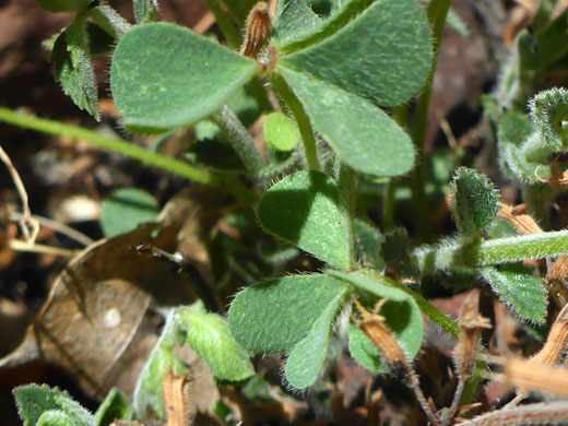 Hairy leaves