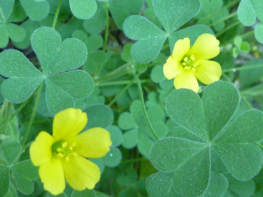 Creeping Woodsorrel; Two yellow flowers of oxalis corniculata, in Kofa National Wildlife Refuge, Arizona