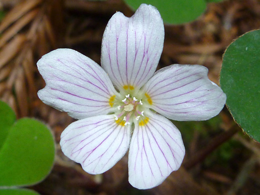 Redwood Sorrel; Oxalis oregana along the Hatton Trail, Jedediah Smith Redwoods State Park, California