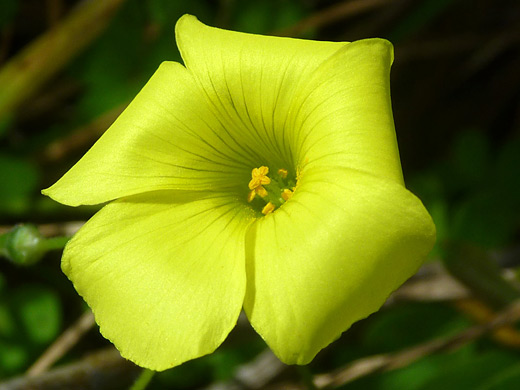 Bermuda Buttercup; Five-petaled flower of oxalis pes-caprae (Bermuda buttercup), in Montana de Oro State Park