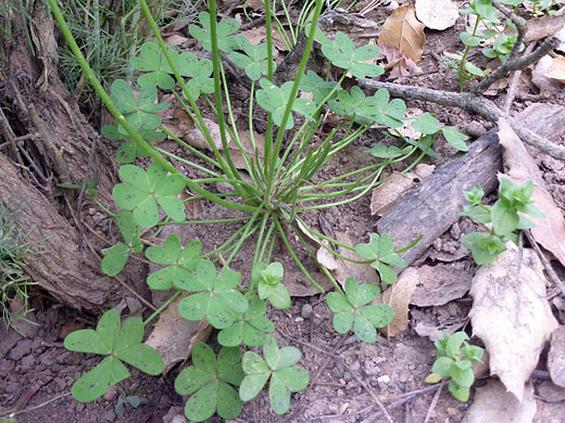 Bermuda Buttercup