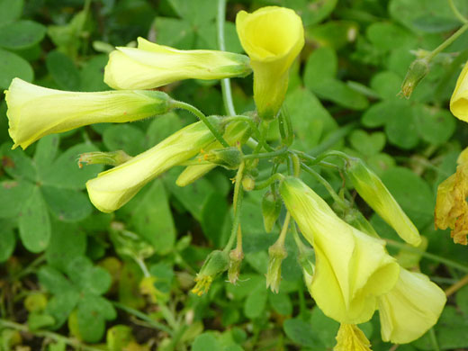 Flower cluster