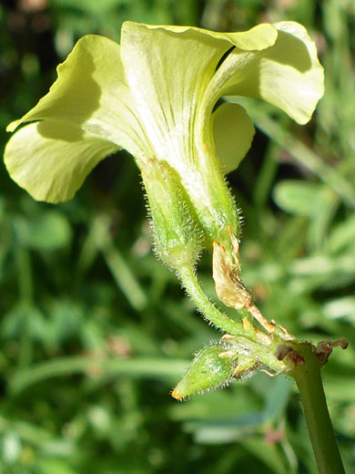 Flower and buds