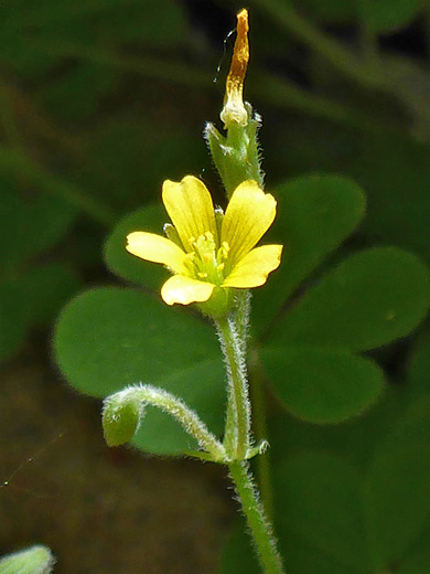 Common Yellow Woodsorrel; Small yellow flower of oxalis stricta - Aravaipa Canyon, Arizona