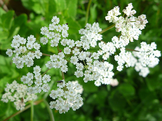 Fendler's Cowbane; Flat-topped cluster of oxypolis fendleri (cowbane) beside Lake Irene, Rocky Mountain National Park, Colorado